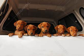 Curious puppies