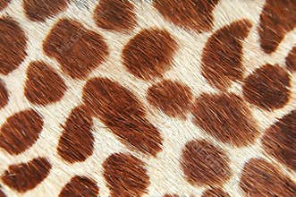 Giraffe skin