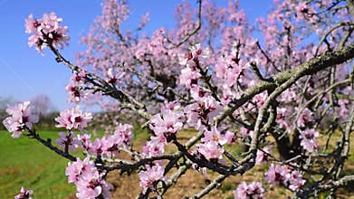 Blossomed almond tree swaying in the wind