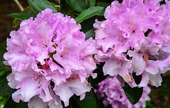 Cherry blossom of flowers in spring