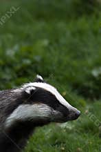 Badger sniffing