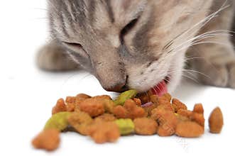 Cat eating dry food