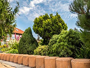 Garden with group of coniferous plants