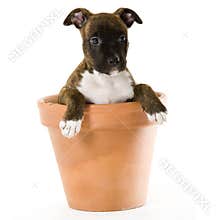 American stafford puppy