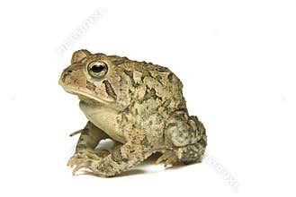Southern Toad Profile
