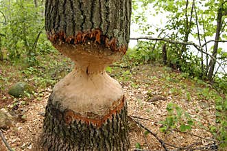 Tree - Ambitious Beaver