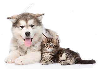 Alaskan malamute dog and maine coon cat together. isolated on white