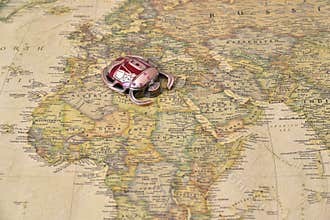 Egypt symbol scarab on map