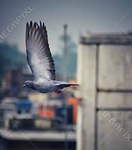 Flying pigeon