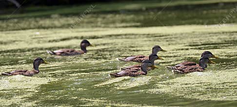 Wild ducks
