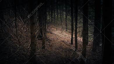 Walking Through Woods Towards Opening