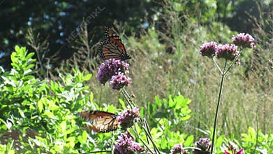 Monarch Butterfly on a Flower