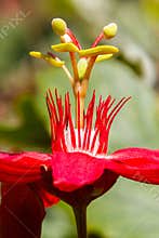 Red Crimson Passionflower Poise