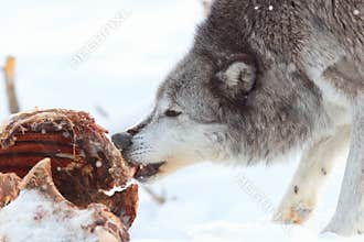 Timber wolf feeding on carcass