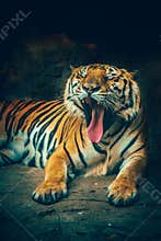 Bangor tiger yawn.