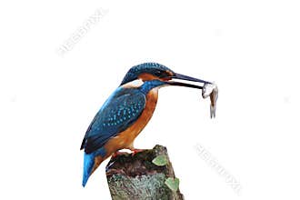 Kingfisher, Alcedo atthis