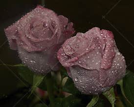 Purple rose