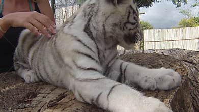 White tiger encounter