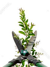 Hedge Shears
