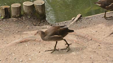 Moorhen chicks exploring