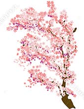 Cherry Blossom