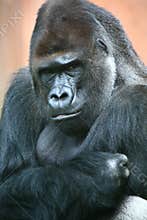 Gorilla male