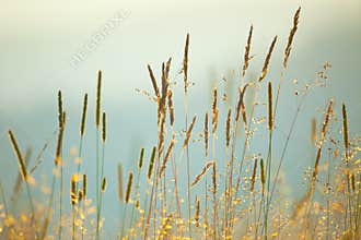 Vintage background of Macro Meadow Herbs