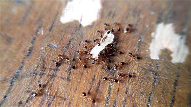 Ants eating and biting a grain of rice