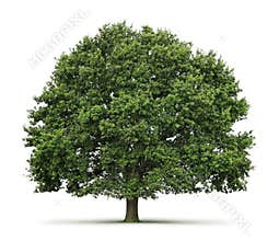 Oak tree