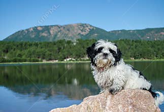 Shiatzu puppy basking in the summer sun on large rock at Monument Lake, CO.