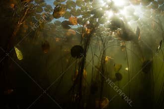 Sunlight Filter Through Canopy of Lily Pads in Pond