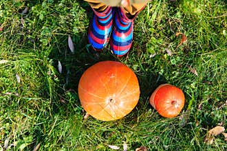 Little boy with pumpkin at fall, kids autumn activities