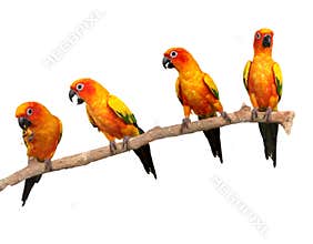 Happy Sun Conure Parrots on a Perch on White Backg