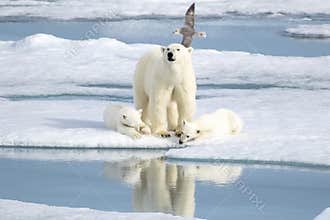 Mother Polar Bear and Two cubs on Sea Ice