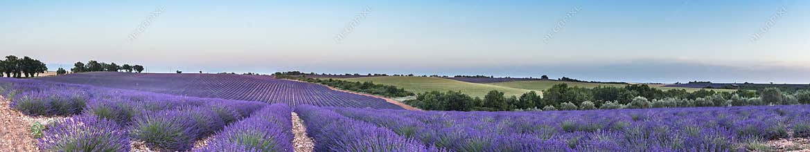 Panorama of lavender field at sunset