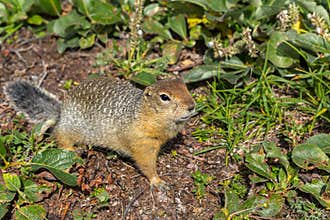 Arctic ground squirrel at foot of volcano on Kamchatka.