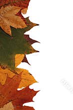 Autumn leaves