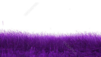 Beautiful meadow purple
