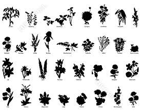 Plants collection