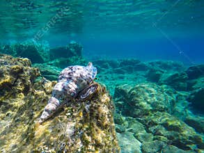 Underwater marine life background