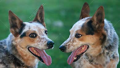 Dogs