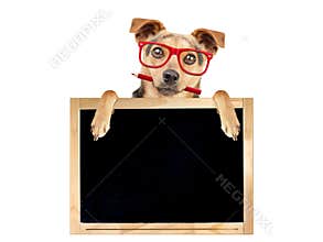 Funny dog red glasses pencil behind blank blackboard isolated