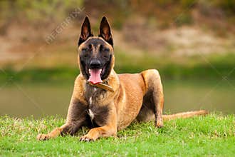 Belgian Malinois young puppy