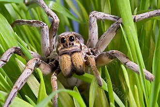 Wolf spider in grass