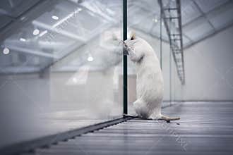 Rat looking out dreaming of freedom.