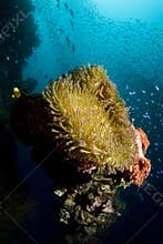 Anemone on Wreck