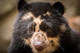 Spectacled Bear