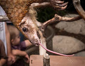 Pangolin Tongue