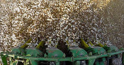 Camera mounted on a Cotton harvester harvesting in a cotton field during sunset