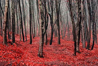 Red autumn forest with fog